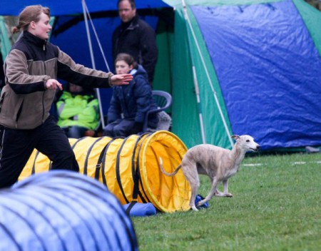 Raja på agilitytävling 2008