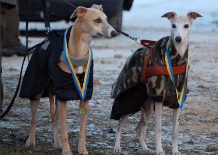 Snawa och Raja (Gazolin O'Riley) på KM i lure coursing 2008